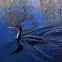 Anhinga