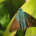 Long-tailed Skipper