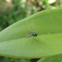 Long legged fly