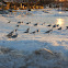 Ring-billed Gulls