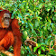 Bornean Orang Utan