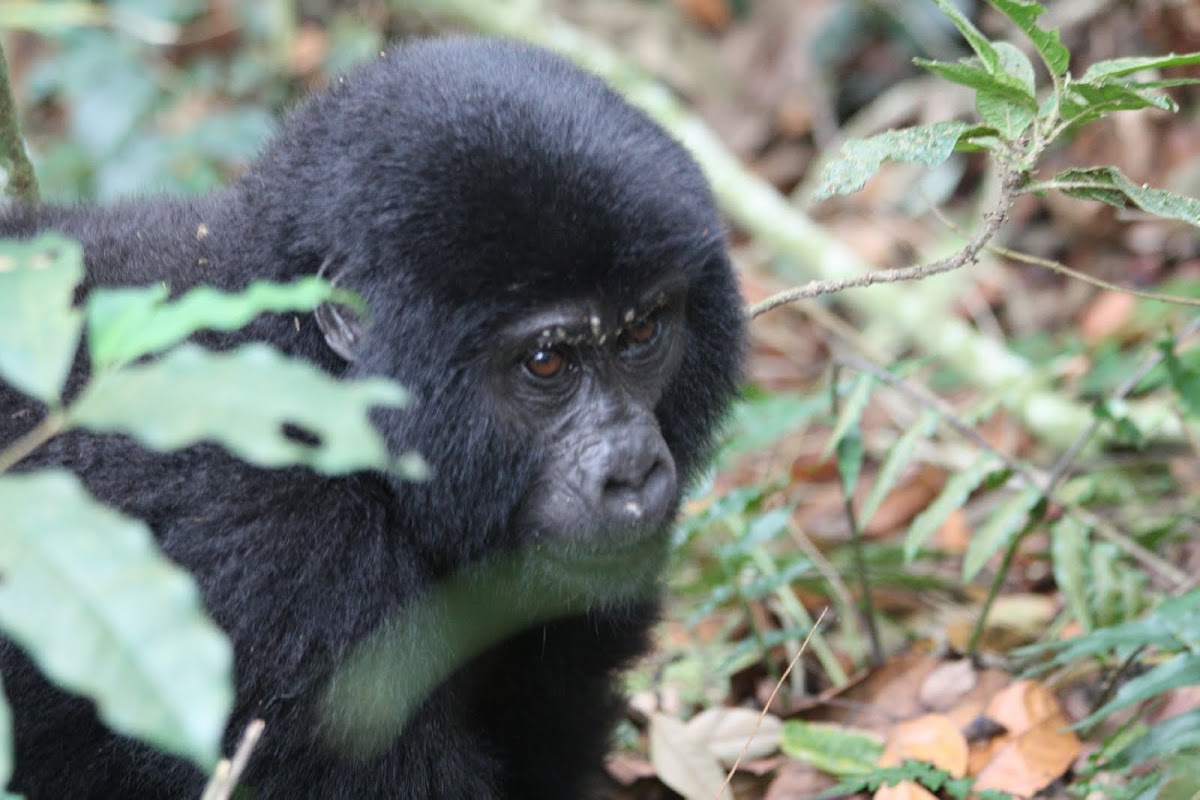 Eastern gorilla