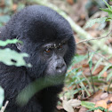 Eastern gorilla