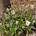 Heartsease/Divja vijolica