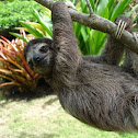 Bradypus variegatus