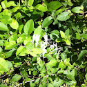 Honeysuckle