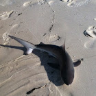 Black Tip Shark