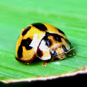 Variable Ladybird Beetle