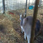 Kangaroo