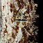 Northern Leaf-tailed Gecko