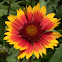 Common Gaillardia