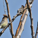 Cedar Waxwing