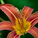 Tiger Lily