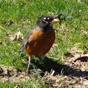 American Robin