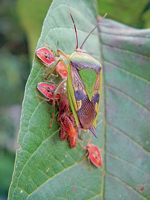 giant shield bug