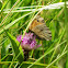 Meadow Brown