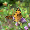 Great Spangled Fritillary