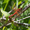 Needham's Skimmer dragonflies (mating pair)