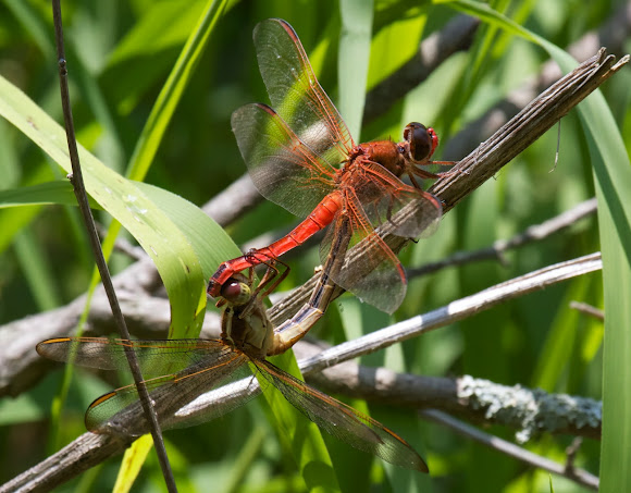 Spotting Image 1