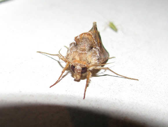 Spotting Image 1