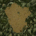 Unknown cave mass