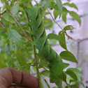 Rustic Hornworm
