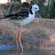Black Winged / Pied Stilt