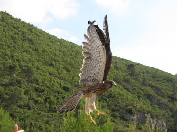 Spotting Image 1