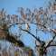 Red shouldered hawk
