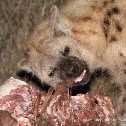 Spotted Hyena