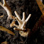 False Coral Mushroom