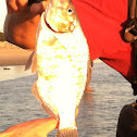Surf perch