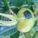 green shield bug