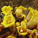 Desert hyacinth