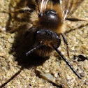 Mining Bee