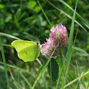 Common Brimstone