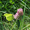 Common Brimstone