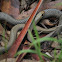 Yellow-faced Whip-Snake
