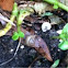 Snail