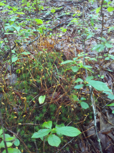 Spotting Image 1