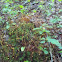 peat moss
