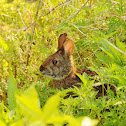 Marsh Rabbit