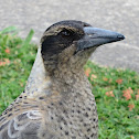 Australian Magpie (Juvenile)