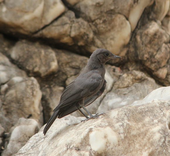 Spotting Image 1