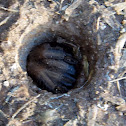 tarantula