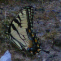 Tiger swallowtail