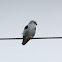 Black-Shouldered Kite