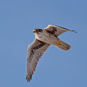 Prairie Falcon