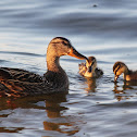 Mallard - Female