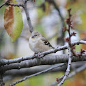 American Goldfinch